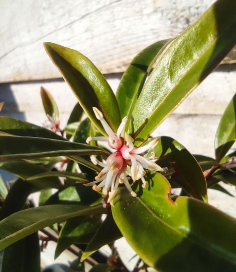 Sarcococca hookeriana Purple stem´